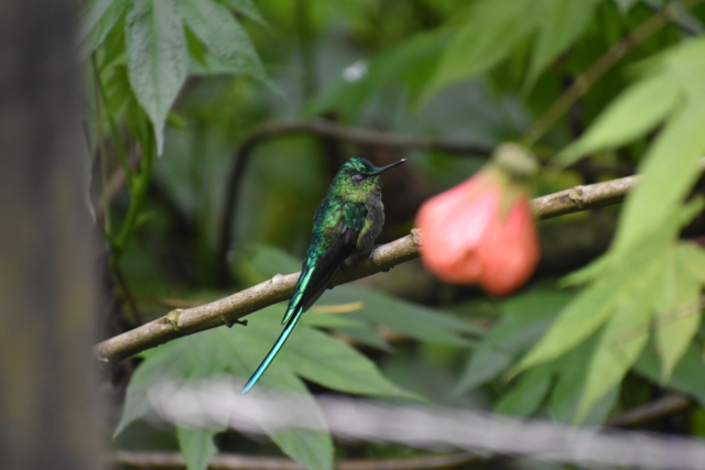 Hummingbird and flower