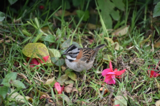 Pretty bird