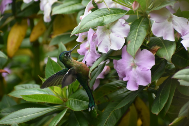 Hummingbird and flower