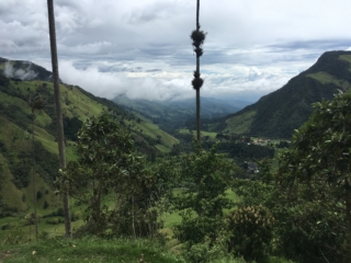 View with wax palms