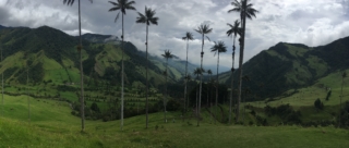 Super tall wax palms!