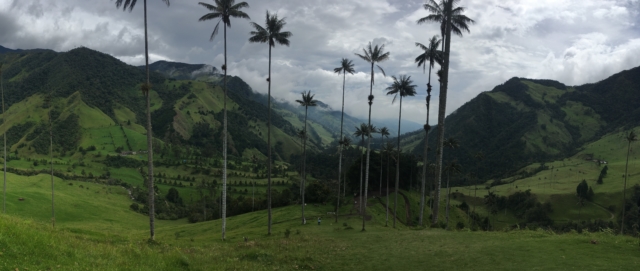 Super tall wax palms!
